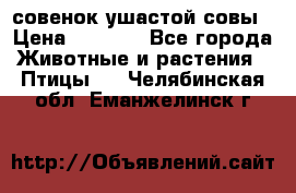 совенок ушастой совы › Цена ­ 5 000 - Все города Животные и растения » Птицы   . Челябинская обл.,Еманжелинск г.